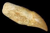 Fossil Rooted Mosasaur (Halisaurus) Tooth - Morocco #174286-1